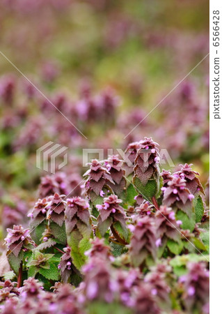 Princess Odoriko Princess Odoriko 6566428