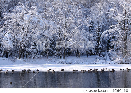 冬湖 6566460
