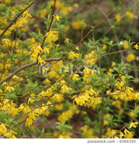 Forsythia 6566593