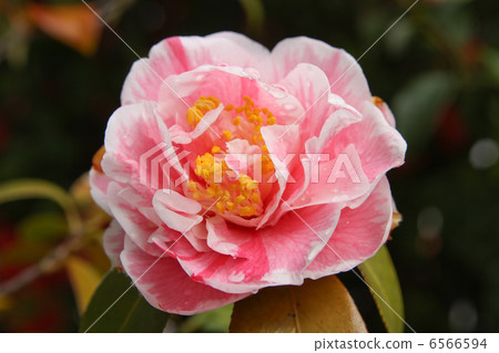 Camellia 6566594