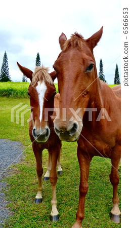 馬父母和孩子 6566653