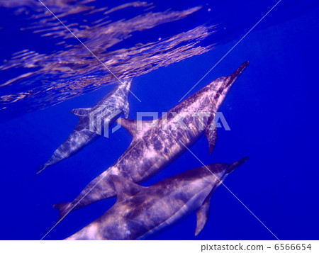 夏威夷旋轉海豚 夏威夷旋轉海豚 6566654