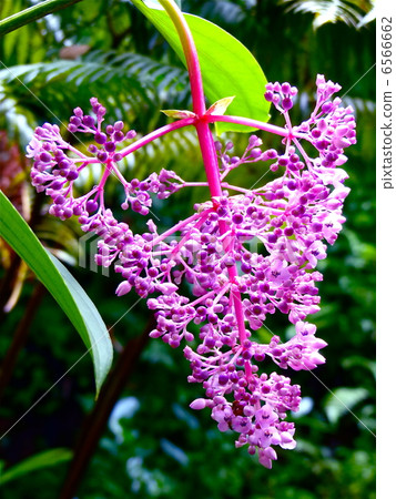Beautiful pink tropical plant Medinira Magnifica Beautiful pink tropical plant Medinira Magnifica 6566662