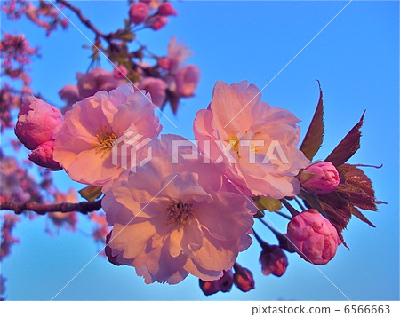 Spring double cherry tree Spring double cherry tree 6566663