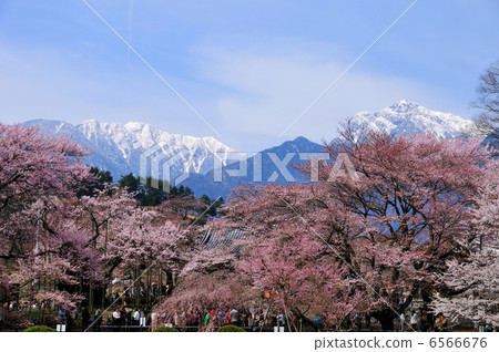 Cherry blossom trees and Southern Alps Cherry blossom trees and Southern Alps 6566676