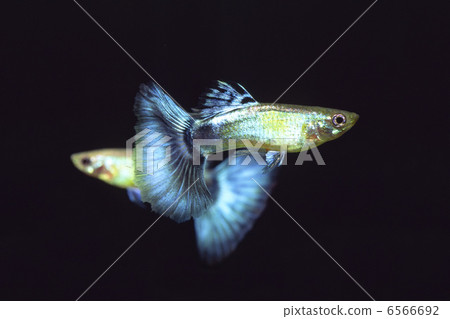 孔雀魚 孔雀魚 6566692