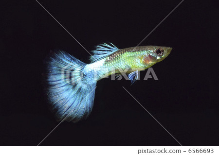 孔雀魚 孔雀魚 6566693