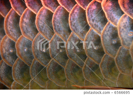 金龍魚的規模 6566695