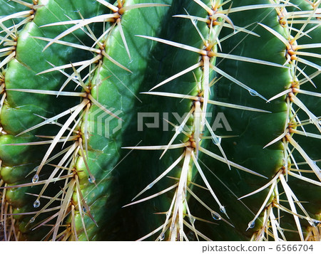 cactus 6566704