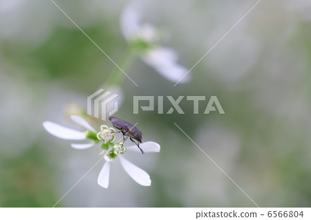 大戟·鑽石霜 6566804