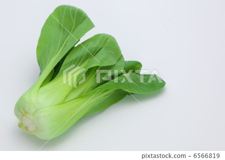 白菜 6566819
