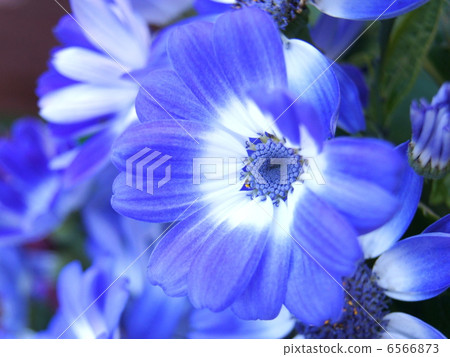 Cineraria (blue purple) Cineraria (blue purple) 6566873