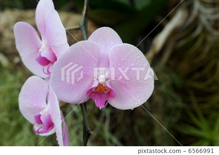 Phalaenopsis orchid  6566991