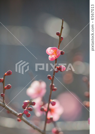 梅花 梅花 6567013
