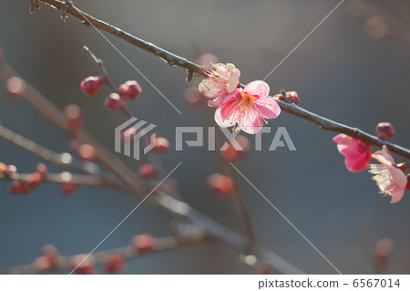梅花 梅花 6567014
