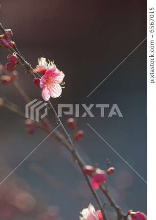 梅花 6567015