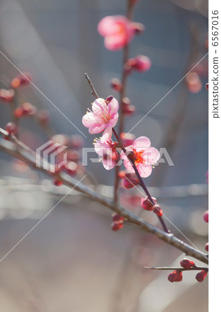 梅花 梅花 6567016