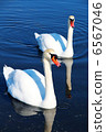 Two swans 6567046