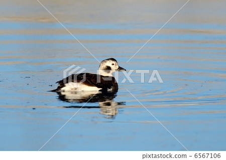 長尾鴨 長尾鴨 6567106