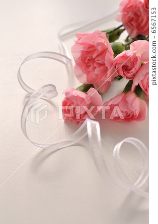 粉色康乃馨 6567153