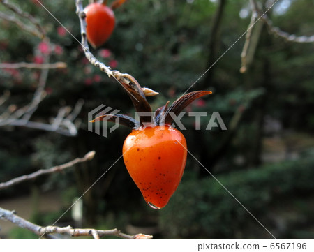 Old age persimmon 6567196