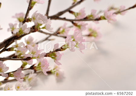 Keikaku cherry tree 6567202