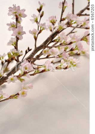 Keikaku cherry tree 6567203