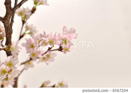 Keikaku cherry tree 6567204