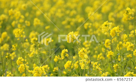 紋理強姦花2 6567257