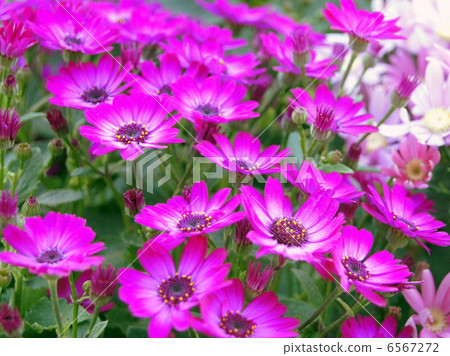 Cineraria (dark pink) Cineraria (dark pink) 6567272
