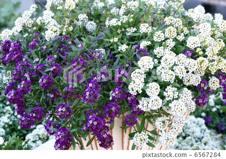 Sweet Allsum(白色和紫色) Sweet Allsum(白色和紫色) 6567284