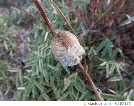 Mantis egg 6567325