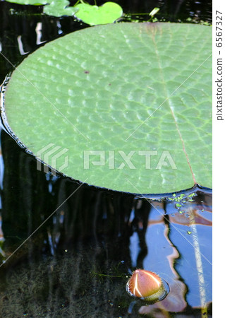 Leaves of Ohibaibasu Leaves of Ohibaibasu 6567327