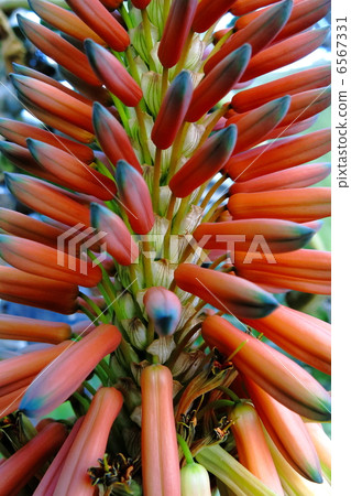 Aloe flowers 6567331