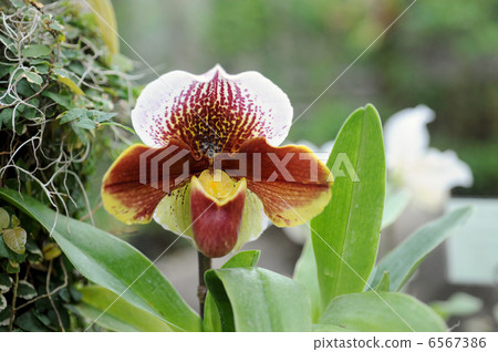 Paphiopedylum 6567386