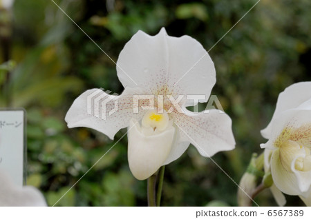 Paphiopedylum 6567389