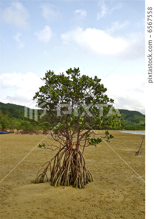 八重山hirugi 八重山hirugi 6567558