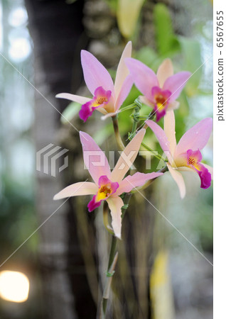 Lelia·聖巴巴拉日落'雪時' 6567655