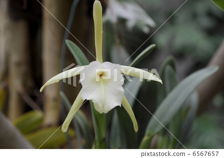 Lincorelia Grauca 6567657