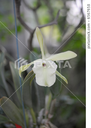 Lincorelia Grauca 6567658