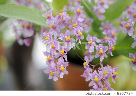 Onsijm · Onisolinkam 6567724