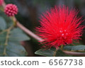 Red flower Cali Andorra 6567738