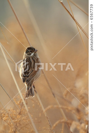 The backward lightning of Odorin 6567739