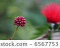 Red flower Cali Andorra 6567753