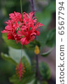 Red flower Wind chimes Buddha Flower 6567794