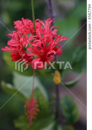 Red flower Wind chimes Buddha Flower Red flower Wind chimes Buddha Flower 6567794