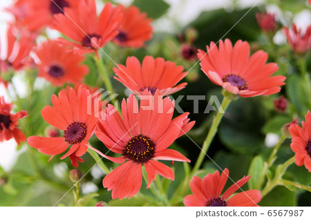 千里光·柯 千里光·柯 6567987