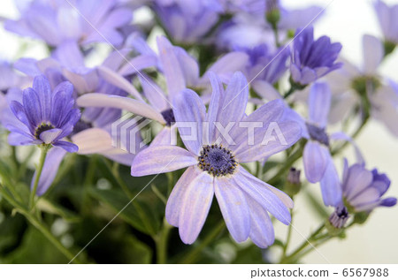 千里光·柯 千里光·柯 6567988