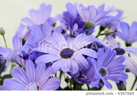 千里光·柯 千里光·柯 6567989