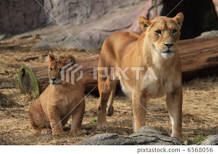 Lion family 6568056
